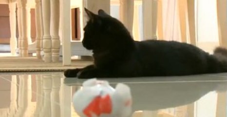 Dünya, 'Kedi Taffarel'i Konuşuyor