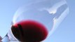 What am I tasting for when I sip wine?: How To Sip Wine At A Wine Tasting