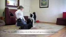 Clicker Training Basics - Dog Training