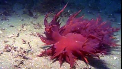Venomous Sea Slugs   Ocean Realm