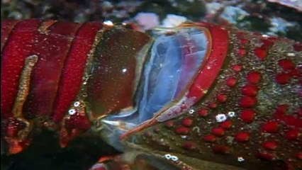 Molting of a Lobster   Ocean Realm
