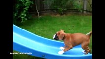 Funny Dog and Puppy Compliation : ALL NEW Funny Animals Compilation the Funniest CAT DOG