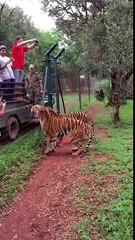 Tiger catches the meat by jumping"