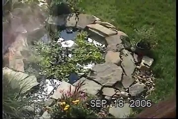 Killer Frog Eats Bird