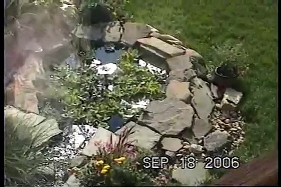 Killer Frog Eats Bird