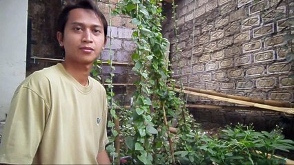 efficacy#effectiveness#effectivity#effectuality#effectualness# benefits binahong leaves 085659344517