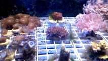 CORAL FOR BEGINNERS 101