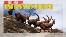 Himalayan Ibex Hunting in Gilgit Baltistan
