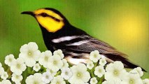 Nature Sounds - Birdsong - Birds Singing