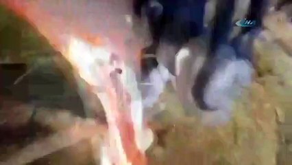 Şempanzeden kameraya beklenmedik tepki