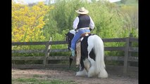 Gypsy Vanner for Sale Wagner Rides A Golden Saddle