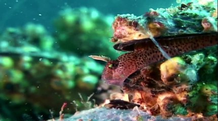 Expeditionen ins Tierreich - Die Krim: In den Tiefen des Schwarzen Meeres