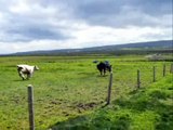 Moo (Irish Cows running for lunch stampede)