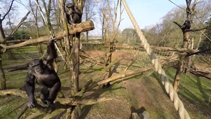 Ce chimpanzé n'aime pas les drones