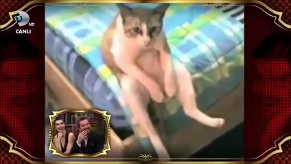 Telefonun başında şarkısı hayvanlara uyarlanırsa