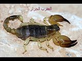 انواع العقارب Types of scorpions