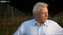 Deforestation in Madagascar - Attenborough and The Giant Egg, Preview - BBC Two