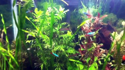 Neon Tetra care!