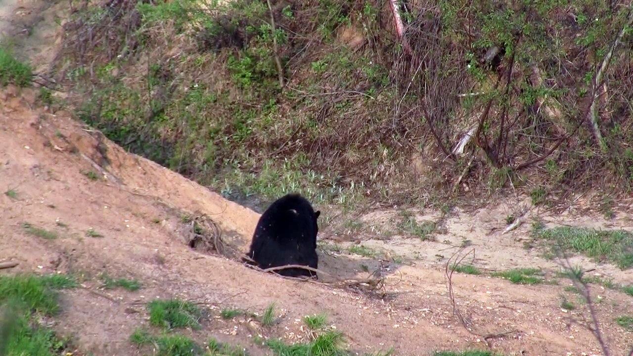 Observation ours noir tadoussac québec
