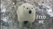 Polar Bear Begging for Food, Churchill, Manitoba, Canada