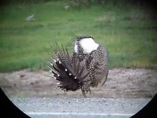 Greater Sage-Grouse