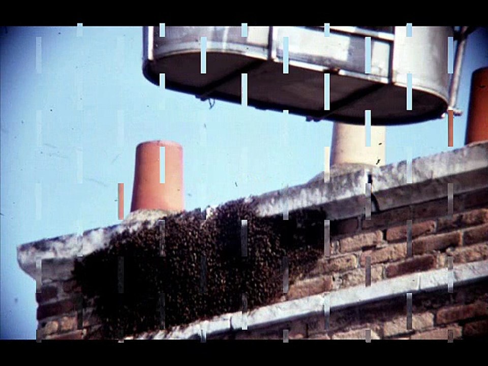 Capture d'un essaim d'abeilles à Orléans