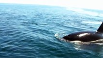 Killer Whales attacking a Fin Whale in La Paz Bay on the Sea of Cortez