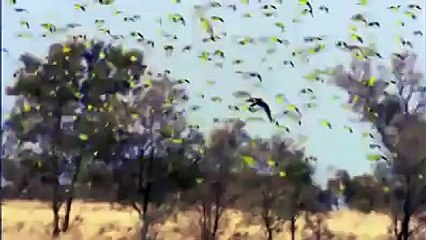 Australian parrots family in river