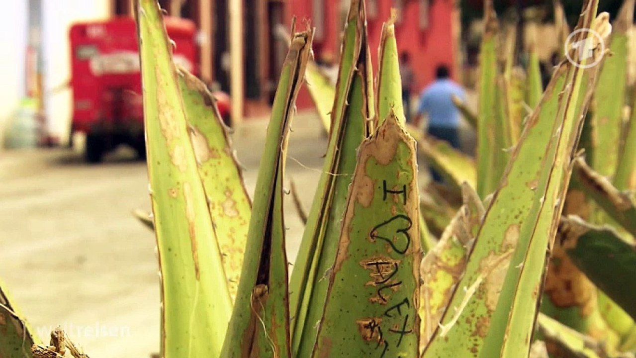 Weltreisen - Mexikos Mezcal-Route