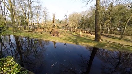Un chimpanzé attaque un drone