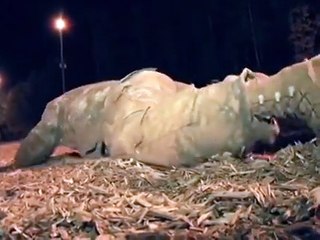 Why do Soldiers do PT, this is why