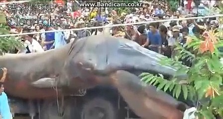Huge monster in vietnam