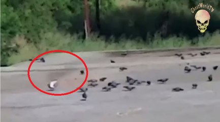 Real Flying Ghost caught in Camera