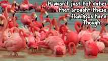 Thousands of Pink Flamingos in Celestun