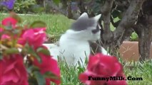 The Funniest Cats Ever !! Really Funny Cat Video Compilation