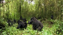 Baby Gorilla Bamboo Feast - Mountain Gorilla - BBC