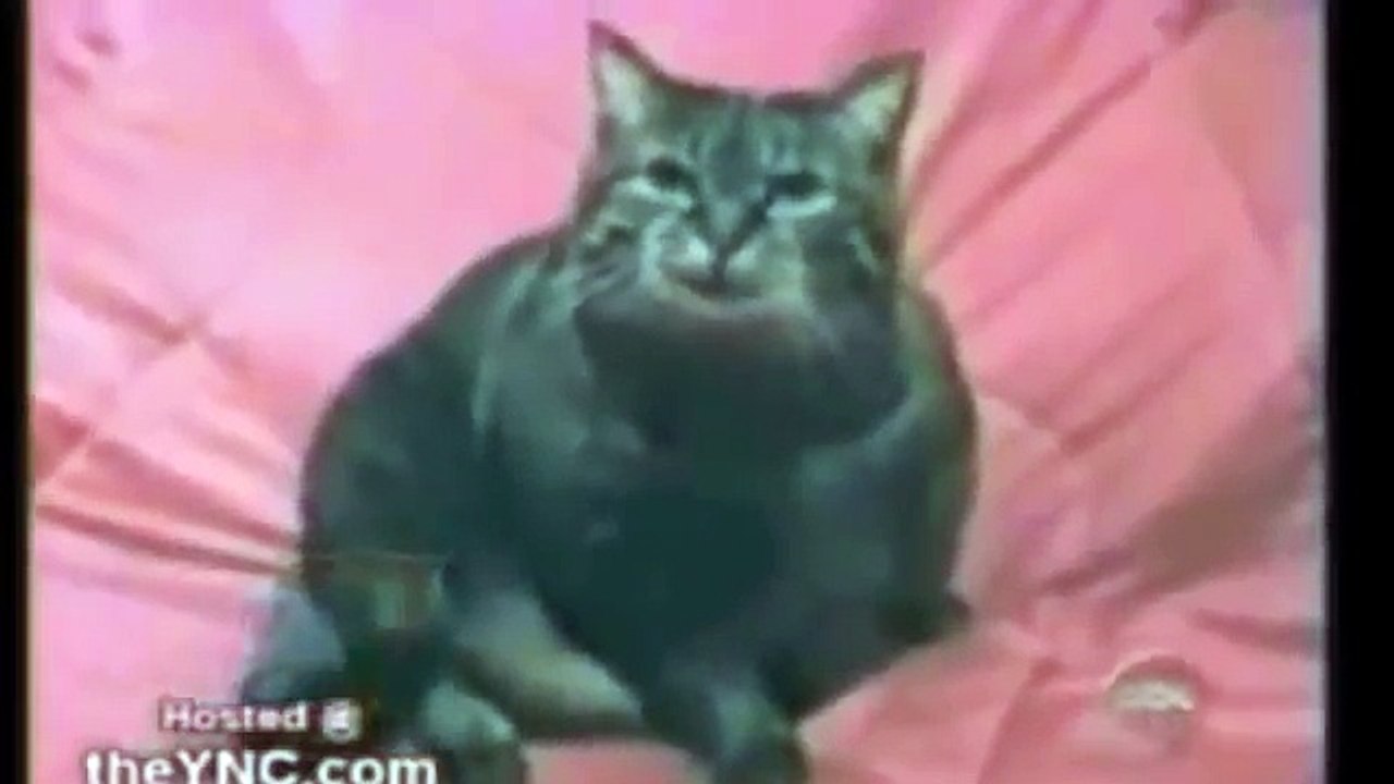 cats talking - funny compilation