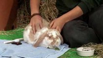 How To Look After For A Lop Rabbits