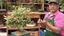 How To Correctly Prune Bonsai Trees