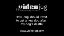 How long should I wait to get a new dog after my dog's death?: Older Dogs And Euthanasia