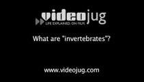 What are 'invertebrates'?: Aquarium Plants And Invertebrates