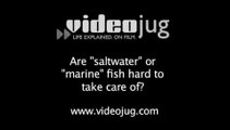 Are 'saltwater' or 'marine' fish hard to take care of?: Choosing A Fish