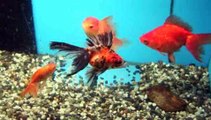 Are goldfish easy to take care of?: Choosing A Fish