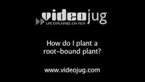How do I plant a root-bound plant?: Garden Planting