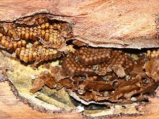 Conférence : "Les abeilles domestiques d'Amérique latine"