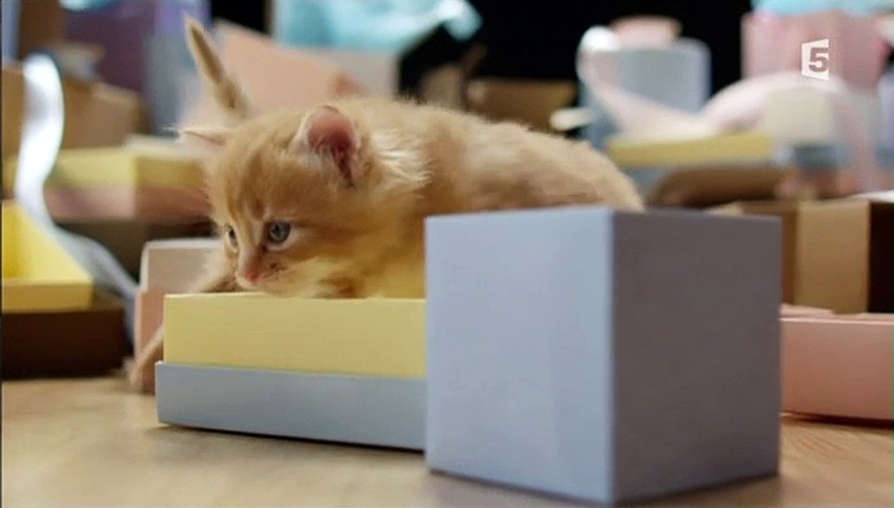 Les super-pouvoirs du ♥CHAT♥