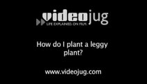 How do I plant a leggy plant?: How To Plant A Leggy Plant In Your Garden