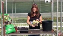How Plant Sunflowers