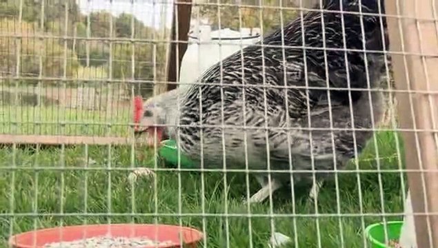How To Raise Hybrid Hens