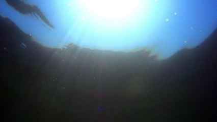 Whales - Animal Sounds
